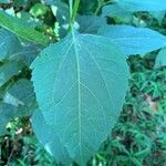 Verbesina occidentalis Leaf