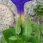 Thunbergia battiscombei Flower