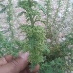 Dysphania botrys Likasa
