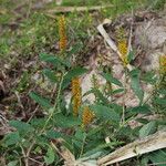 Crotalaria mitchellii