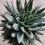 Aloe aristataপাতা