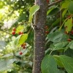 Prunus virginiana Bark