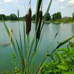 Typha latifolia Frucht