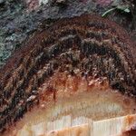 Coelocaryon preussii Corteza