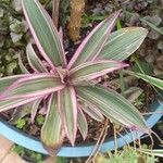 Tradescantia spathacea ഇല