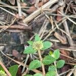 Euphorbia ophthalmica Kvet