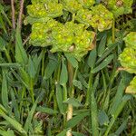 Euphorbia pithyusa Bark