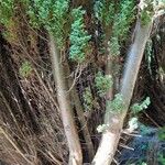 Chamaecyparis obtusa Corteza