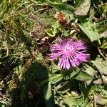 Centaurea jaceaList