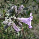 Eriodictyon crassifolium 花