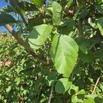 Cordia crenata Fuelha