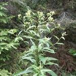 Senecio cacaliaster Flor