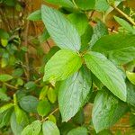 Ceanothus americanus Leaf