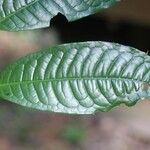 Iryanthera hostmannii 叶