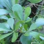 Cussonia thyrsiflora Leaf