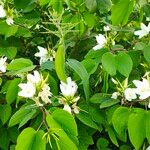 Bauhinia acuminata Blüte