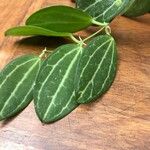 Dischidia ovata Leaf
