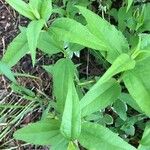 Helianthus hirsutus Blatt