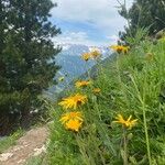 Arnica montana Flower