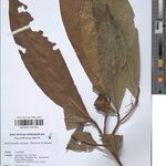 Beilschmiedia variabilis Otro