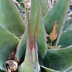 Agave salmiana Liść