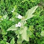 Althaea officinalisŽiedas