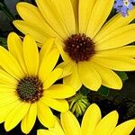 Osteospermum ecklonis Цвят