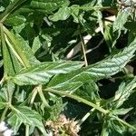 Mentha spicata List