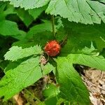 Hydrastis canadensis Fruit