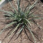 Hesperaloe parviflora 葉