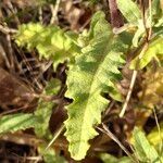 Verbascum sinuatum 葉