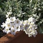 Achillea clavennae Blad