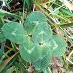 Trifolium fragiferumFolha