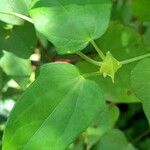 Thunbergia fragrans Leaf
