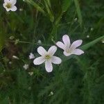Moenchia mantica फूल