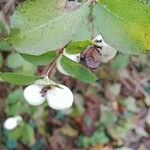 Symphoricarpos albus 果實