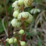Pyrola chlorantha Flor