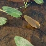 Aponogeton natans Leaf