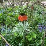 Fritillaria imperialis Flower