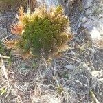 Selaginella lepidophyllaЛист