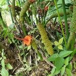Carludovica palmata 花