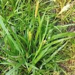 Carex laevigata Flower