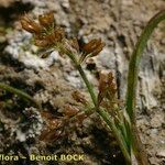 Coleanthus subtilis Staniste