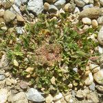 Trifolium suffocatum Libunga
