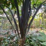Geonoma macrostachys Хабит