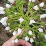 Petasites albusFlower