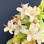 Myoporum laetum Flower