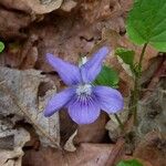 Viola riviniana Blomst