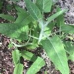 Salvia canariensis Φύλλο