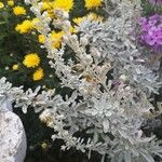 Artemisia stelleriana Flower